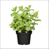 Pudina Plant with White Pot